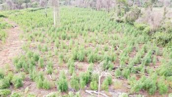 Destruyen 3 hectáreas de marihuana en Caaguazú